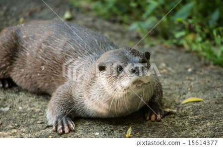 Eurasia otter Eurasia otter 15614377