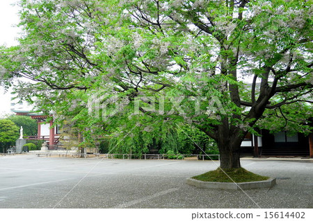 科莫多吉寺的仙丹（東京文京區） 15614402