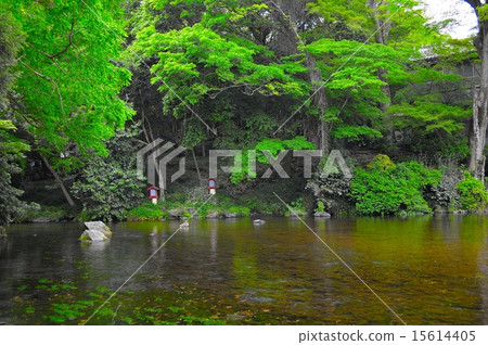 Spring spring pond 15614405