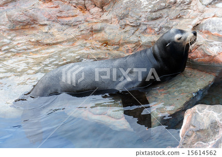 A sleeping sea lion 15614562