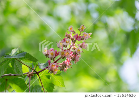 Safflower chestnut Safflower chestnut 15614620