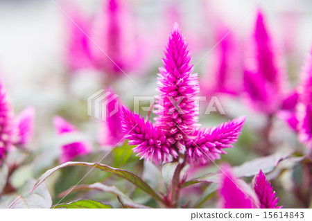 Celosia 15614843