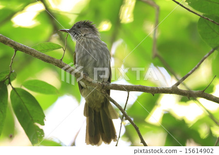 馬來半島的鳥·Miyama鬥牛犬 15614902