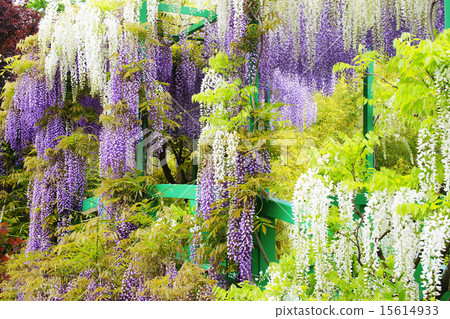 Wisteria Wisteria 15614933