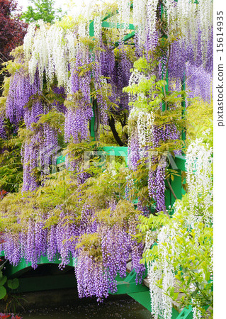 Wisteria Wisteria 15614935