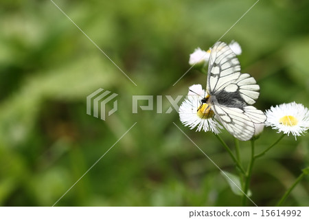 烏蘇巴族 15614992