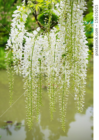 Shirato Shirato 15615015