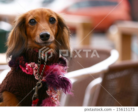 Kanyakden達克斯獵犬 Kanyakden達克斯獵犬 15615173