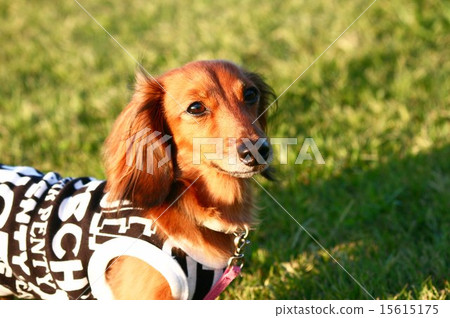 Kanyakden達克斯獵犬 15615175
