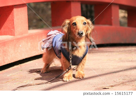 Kanyakden達克斯獵犬 Kanyakden達克斯獵犬 15615177