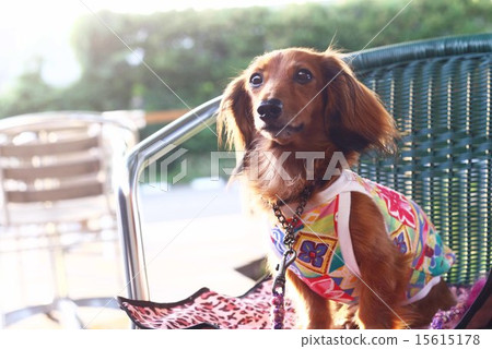 Kanyakden達克斯獵犬 Kanyakden達克斯獵犬 15615178
