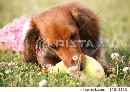 Kanyakden達克斯獵犬 Kanyakden達克斯獵犬 15615180