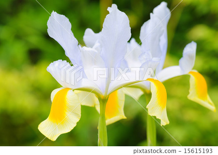 荷蘭鳶尾 荷蘭鳶尾 15615193