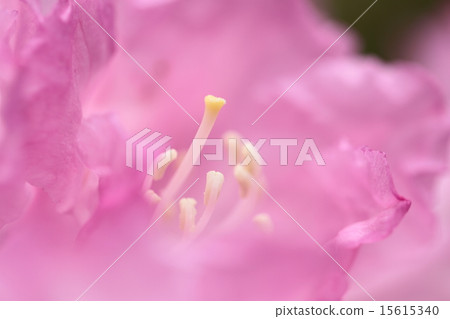 杜鵑花 杜鵑花 15615340