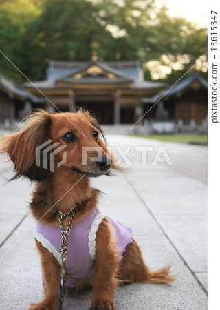 Kanyakden達克斯獵犬 15615347