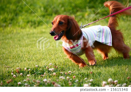 Kanyakden達克斯獵犬 Kanyakden達克斯獵犬 15615348