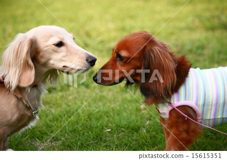 Kanyakden達克斯獵犬 Kanyakden達克斯獵犬 15615351