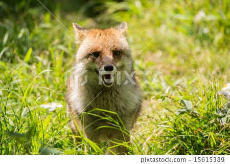 Hondo Fox 15615389