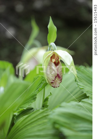 Bear flowers 15615493