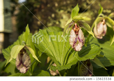 Bear flowers 15615538