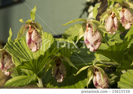 Bear flowers 15615539