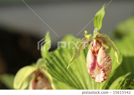 熊花 15615542