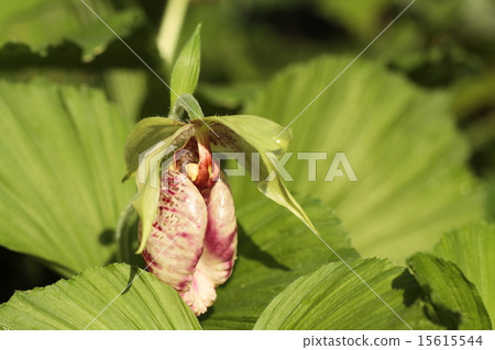 Bear flowers Bear flowers 15615544
