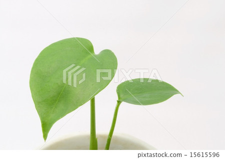 Monstera 15615596