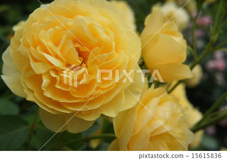 Oya Rose Yellow 15615836