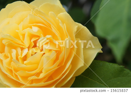 Oya Roses Yellow Up 15615837