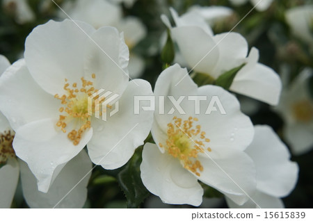 Single rose white 15615839