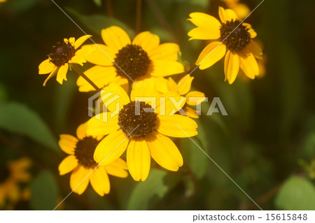 Yone root sunflower 15615848