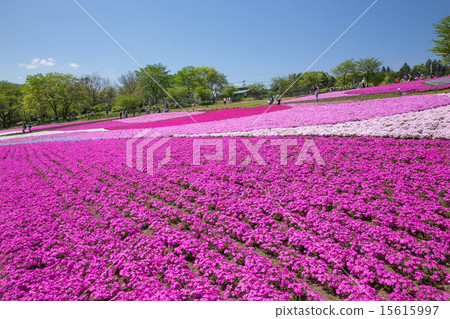 Shiba櫻花一邊開花(埼玉Riruyama公園) Shiba櫻花一邊開花(埼玉Riruyama公園) 15615997