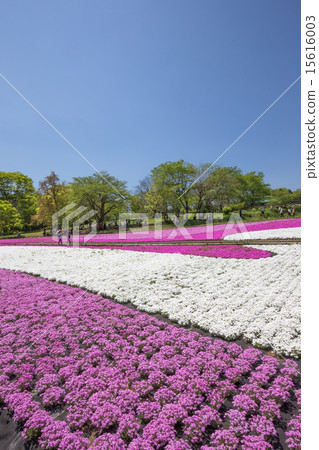 Shiba cherry blossoming on one side (Saitama Riruyama Park) 15616003