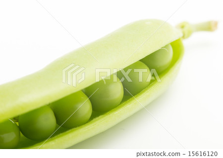 胡椒開花 胡椒開花 15616120