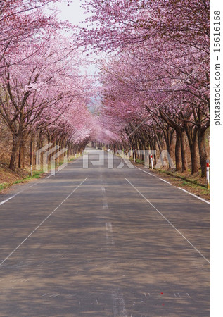 Wild cherry-blossom road Wild cherry-blossom road 15616168