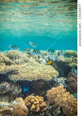 Red sea coral reef 15616477