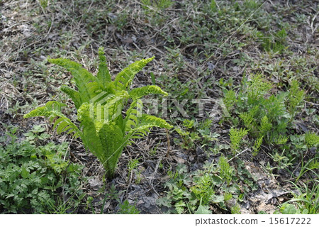 Kogomi在田野的陰影下 15617222