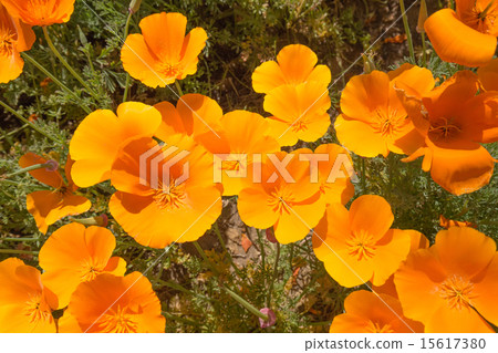 加州罌粟（Hanabishi） 15617380