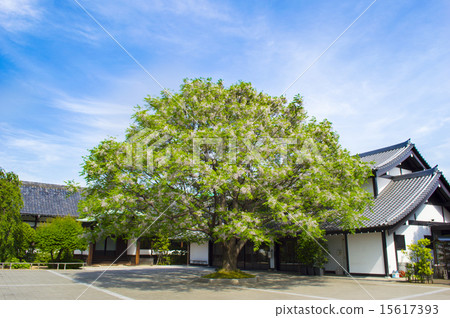 Sendan of Kichijoji 15617393