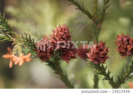 Cedar conifer 15617439