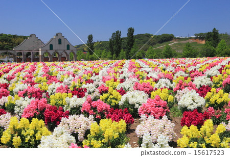 Goldfish grass in the German village of Tokyo 15617523