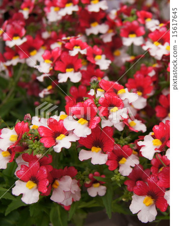 盛開Nemesia“Sansasia·冰上櫻桃” 盛開Nemesia“Sansasia·冰上櫻桃” 15617645