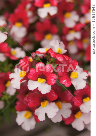 盛開Nemesia“Sansasia·冰上櫻桃” 15617648