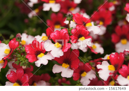 full bloom! Nemesia "Sansasia · Cherry on ice" full bloom! Nemesia "Sansasia · Cherry on ice" 15617649