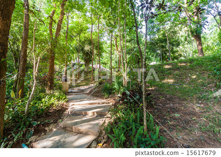Path in the shady green garden 15617679