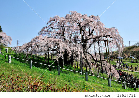 日本福島縣百櫻花節“森無櫻花” 15617731