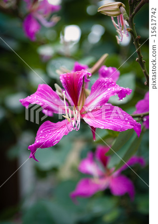 Hibiscus flower with droplets Hibiscus flower with droplets 15617742