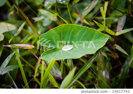 Green leaf with Drop Green leaf with Drop 15617743