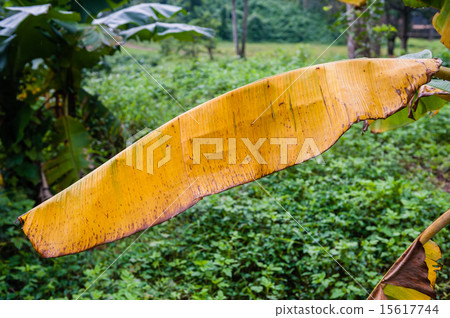 Banana leaf yellow Banana leaf yellow 15617744